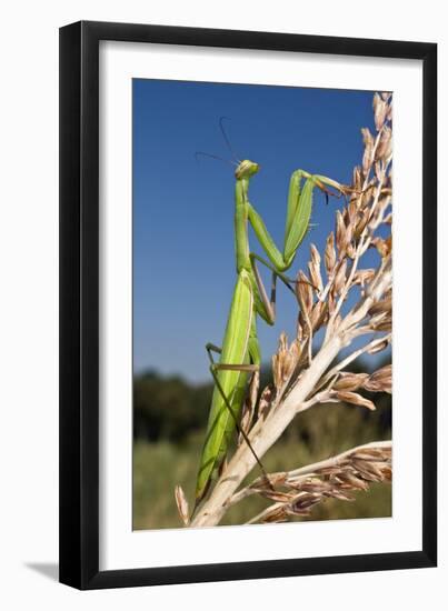 Praying Mantis-Paul Harcourt Davies-Framed Photographic Print