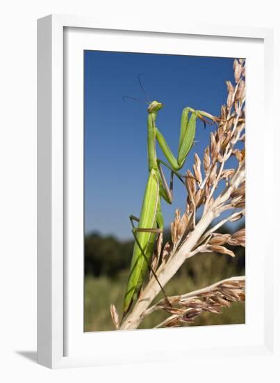 Praying Mantis-Paul Harcourt Davies-Framed Photographic Print