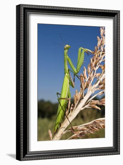 Praying Mantis-Paul Harcourt Davies-Framed Photographic Print