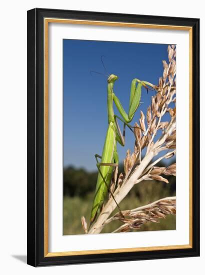 Praying Mantis-Paul Harcourt Davies-Framed Photographic Print