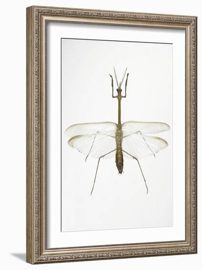 Praying Mantis-Lawrence Lawry-Framed Photographic Print