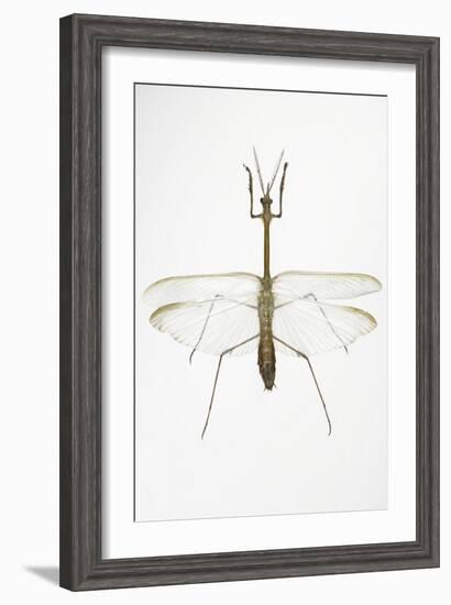 Praying Mantis-Lawrence Lawry-Framed Photographic Print