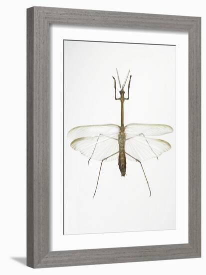 Praying Mantis-Lawrence Lawry-Framed Photographic Print