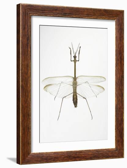 Praying Mantis-Lawrence Lawry-Framed Photographic Print