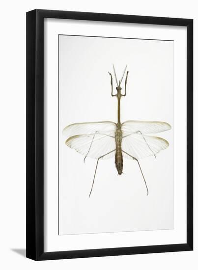 Praying Mantis-Lawrence Lawry-Framed Photographic Print