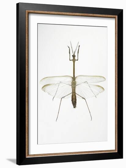 Praying Mantis-Lawrence Lawry-Framed Photographic Print