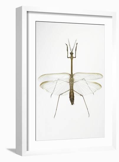 Praying Mantis-Lawrence Lawry-Framed Photographic Print