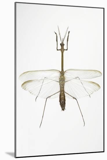 Praying Mantis-Lawrence Lawry-Mounted Photographic Print