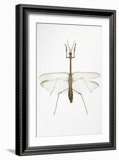 Praying Mantis-Lawrence Lawry-Framed Photographic Print