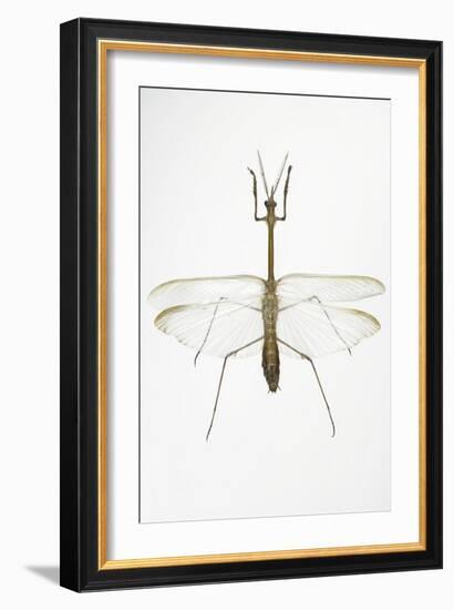 Praying Mantis-Lawrence Lawry-Framed Photographic Print