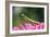 Praying Mantis-null-Framed Photographic Print