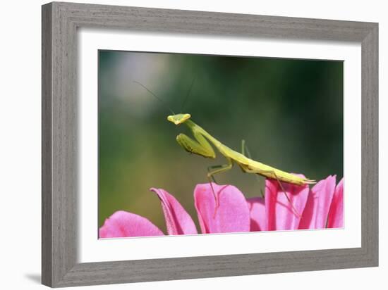 Praying Mantis-null-Framed Photographic Print