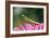 Praying Mantis-null-Framed Photographic Print