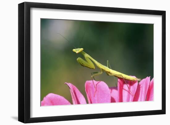 Praying Mantis-null-Framed Photographic Print