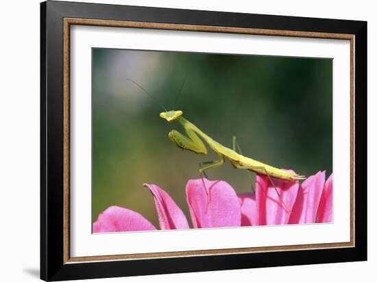 Praying Mantis-null-Framed Photographic Print