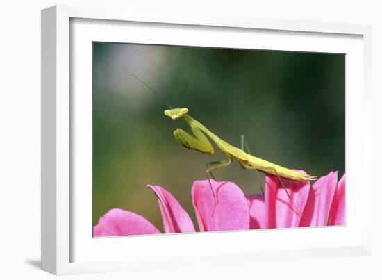 Praying Mantis-null-Framed Photographic Print