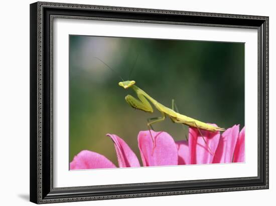 Praying Mantis-null-Framed Photographic Print