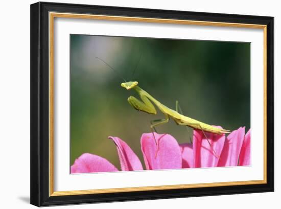 Praying Mantis-null-Framed Photographic Print