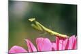 Photographic Print