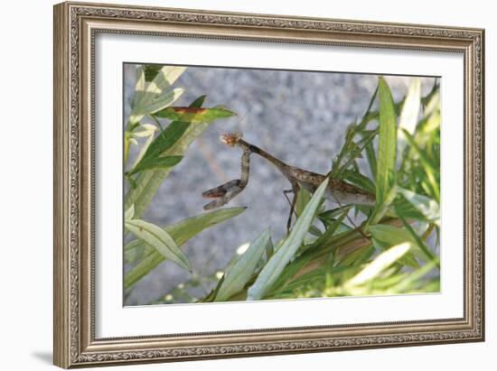 Praying Mantis-Jason Pierce-Framed Art Print