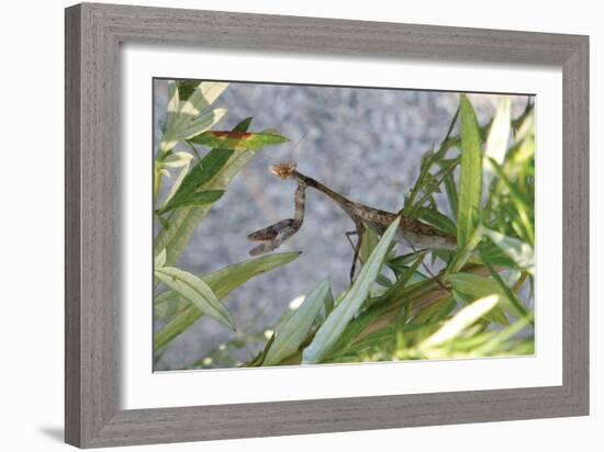 Praying Mantis-Jason Pierce-Framed Art Print