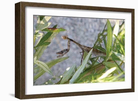 Praying Mantis-Jason Pierce-Framed Art Print