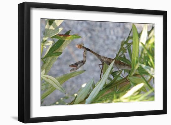 Praying Mantis-Jason Pierce-Framed Art Print