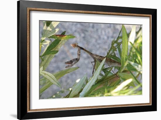 Praying Mantis-Jason Pierce-Framed Art Print