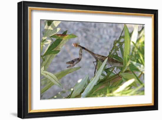 Praying Mantis-Jason Pierce-Framed Art Print