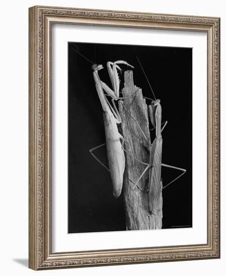 Praying Mantises-Margaret Bourke-White-Framed Photographic Print