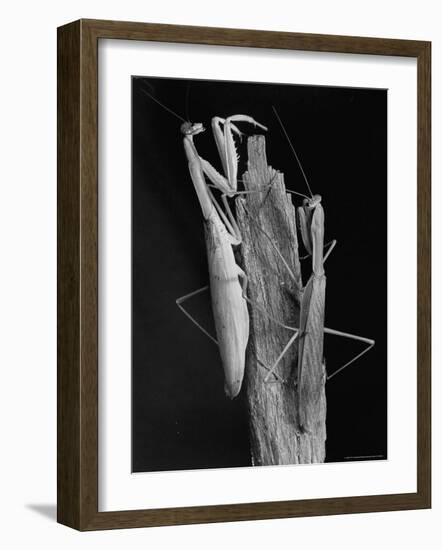 Praying Mantises-Margaret Bourke-White-Framed Photographic Print