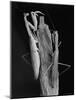 Praying Mantises-Margaret Bourke-White-Mounted Photographic Print