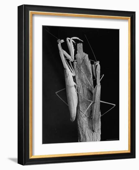 Praying Mantises-Margaret Bourke-White-Framed Photographic Print