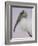 Pre-Dawn Close-up of Wood Stork, Fort De Soto Park, Florida, USA-Arthur Morris-Framed Photographic Print