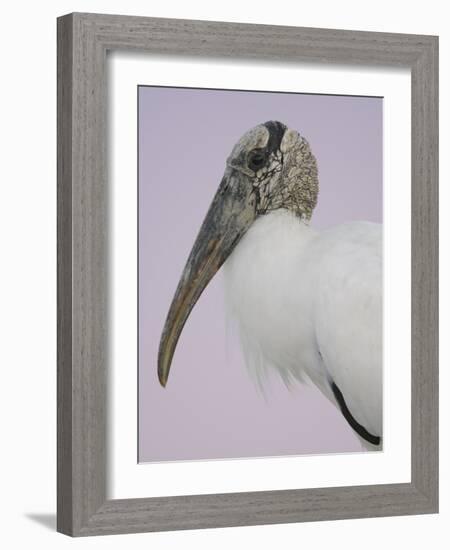 Pre-Dawn Close-up of Wood Stork, Fort De Soto Park, Florida, USA-Arthur Morris-Framed Photographic Print