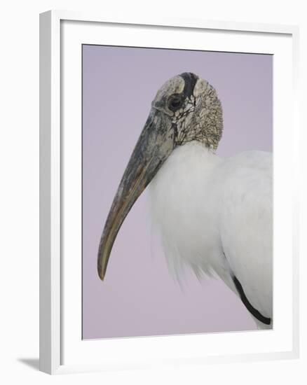 Pre-Dawn Close-up of Wood Stork, Fort De Soto Park, Florida, USA-Arthur Morris-Framed Photographic Print