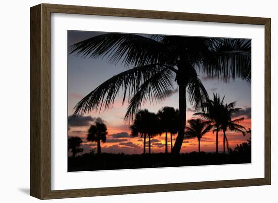 Pre Dawn Tropical Trees-Robert Goldwitz-Framed Photographic Print