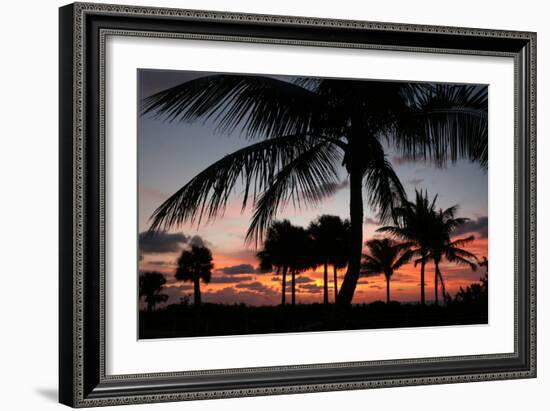 Pre Dawn Tropical Trees-Robert Goldwitz-Framed Photographic Print