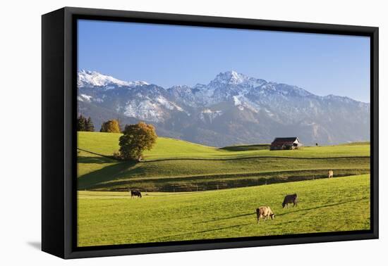 Prealps Landscape with a Cottage and Cows-Markus Lange-Framed Premier Image Canvas