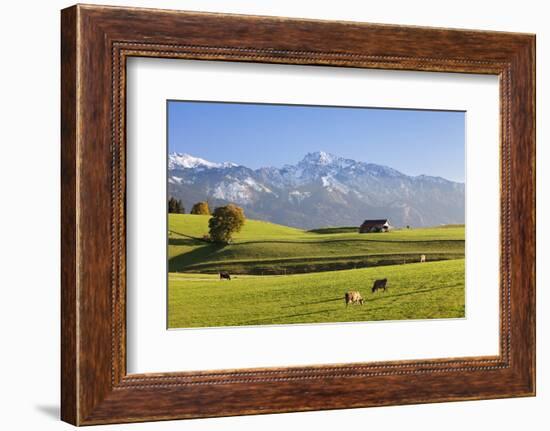 Prealps Landscape with a Cottage and Cows-Markus Lange-Framed Photographic Print