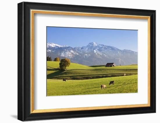 Prealps Landscape with a Cottage and Cows-Markus Lange-Framed Photographic Print