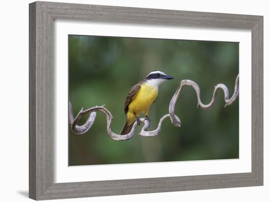 Precarious Perch - Hold-Staffan Widstrand-Framed Giclee Print