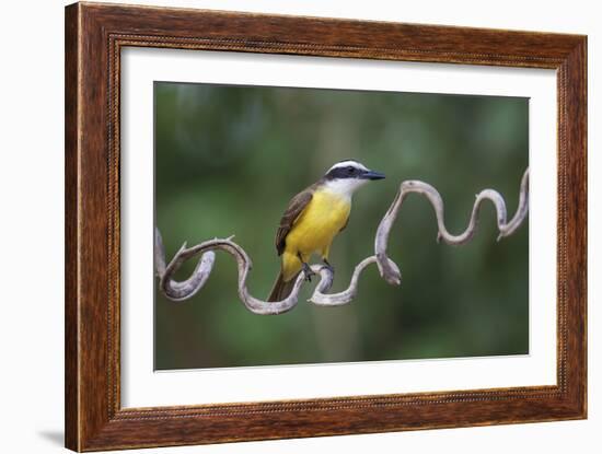 Precarious Perch - Hold-Staffan Widstrand-Framed Giclee Print