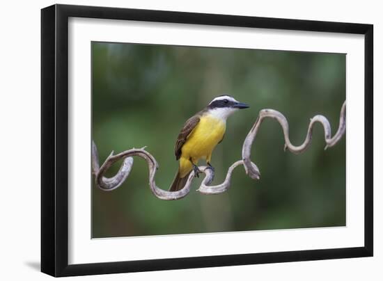 Precarious Perch - Hold-Staffan Widstrand-Framed Giclee Print