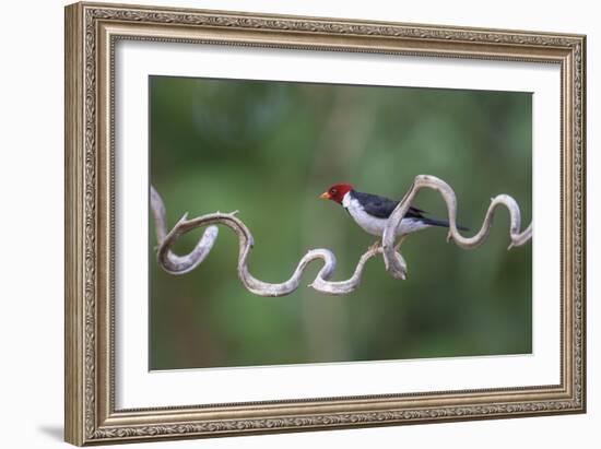 Precarious Perch - Stop-Staffan Widstrand-Framed Giclee Print