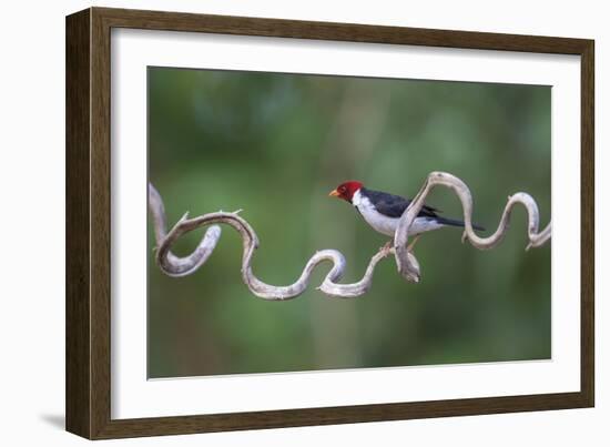 Precarious Perch - Stop-Staffan Widstrand-Framed Giclee Print