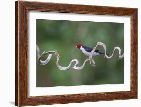 Precarious Perch - Stop-Staffan Widstrand-Framed Giclee Print