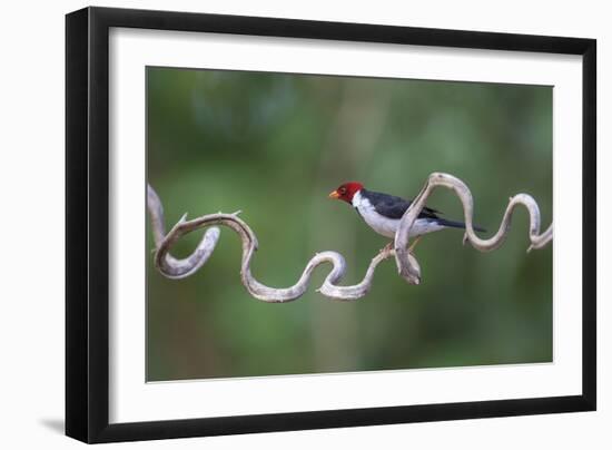 Precarious Perch - Stop-Staffan Widstrand-Framed Giclee Print