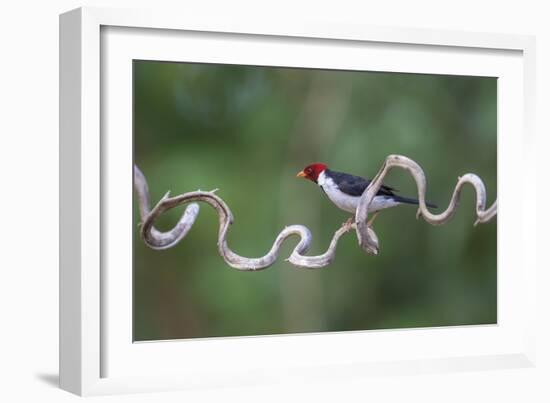 Precarious Perch - Stop-Staffan Widstrand-Framed Giclee Print