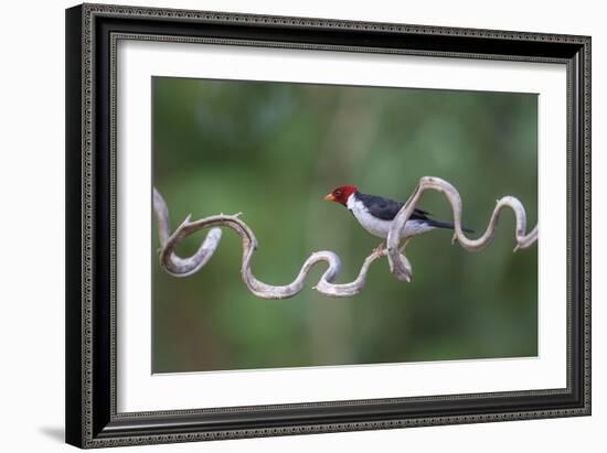 Precarious Perch - Stop-Staffan Widstrand-Framed Giclee Print